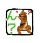 柴犬・おこげちゃん（個別スタンプ：37）