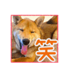 柴犬・おこげちゃん（個別スタンプ：40）
