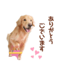 癒されるゴールデンレトリーバースタンプ（個別スタンプ：6）