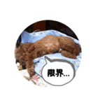 トイプー ミッキー＆ミニー4（個別スタンプ：4）