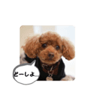 トイプー ミッキー＆ミニー4（個別スタンプ：8）