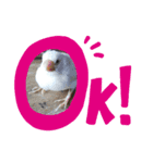 文鳥のひととき（個別スタンプ：1）