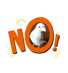文鳥のひととき（個別スタンプ：2）