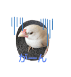 文鳥のひととき（個別スタンプ：3）