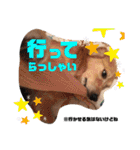 北海道にお住まいのCoCoちゃん（個別スタンプ：4）