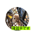 北海道にお住まいのCoCoちゃん（個別スタンプ：11）