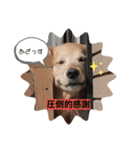 北海道にお住まいのCoCoちゃん（個別スタンプ：12）
