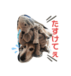 北海道にお住まいのCoCoちゃん（個別スタンプ：19）