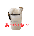 たぼろく（個別スタンプ：2）