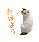 たぼろく（個別スタンプ：4）