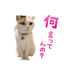 たぼろく（個別スタンプ：6）
