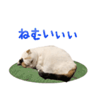 たぼろく（個別スタンプ：9）