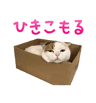 たぼろく（個別スタンプ：11）