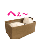 たぼろく（個別スタンプ：13）