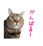 たぼろく（個別スタンプ：15）
