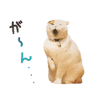 たぼろく（個別スタンプ：16）