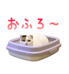 たぼろく（個別スタンプ：17）