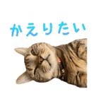 たぼろく（個別スタンプ：26）