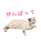 たぼろく（個別スタンプ：27）