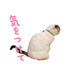 たぼろく（個別スタンプ：28）