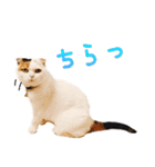 たぼろく（個別スタンプ：30）