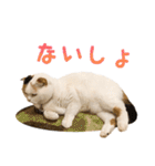 たぼろく（個別スタンプ：33）