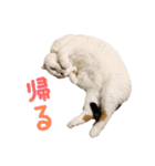 たぼろく（個別スタンプ：35）