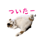 たぼろく（個別スタンプ：36）