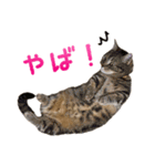 たぼろく（個別スタンプ：39）