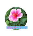 花とニャンコ（個別スタンプ：3）