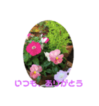 花とニャンコ（個別スタンプ：7）