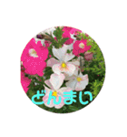花とニャンコ（個別スタンプ：9）