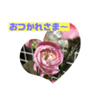 花とニャンコ（個別スタンプ：11）