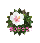 花とニャンコ（個別スタンプ：13）