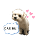 チワマルスタンプ⑥（個別スタンプ：2）