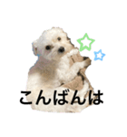 チワマルスタンプ⑥（個別スタンプ：3）