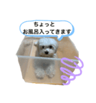 チワマルスタンプ⑥（個別スタンプ：4）