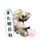 チワマルスタンプ⑥（個別スタンプ：5）