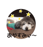 トイプードルのLEON 子供時代（個別スタンプ：4）