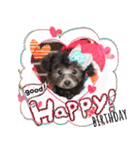 トイプードルのLEON 子供時代（個別スタンプ：9）