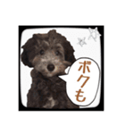 トイプードルのLEON 子供時代（個別スタンプ：12）