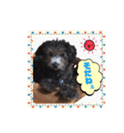 トイプードルのLEON 子供時代（個別スタンプ：13）