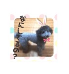 トイプードルのLEON 子供時代（個別スタンプ：16）
