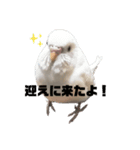 フクちゃんですけど。（個別スタンプ：1）