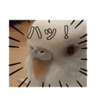 フクちゃんですけど。（個別スタンプ：3）