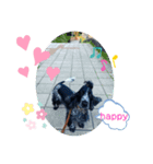 English Cocker spaniel  しぃ（個別スタンプ：1）