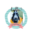 English Cocker spaniel  しぃ（個別スタンプ：2）