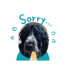 English Cocker spaniel  しぃ（個別スタンプ：3）