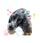 English Cocker spaniel  しぃ（個別スタンプ：6）