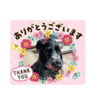English Cocker spaniel  しぃ（個別スタンプ：7）